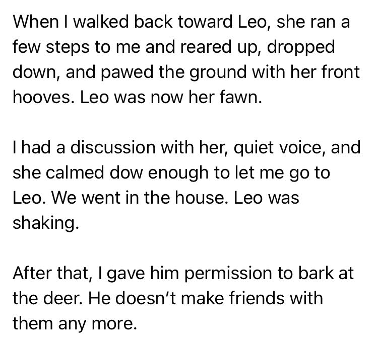 When I walked back toward Leo, she ran a few steps to me and reared up, dropped down, and pawed the ground with her front hooves. Leo was now her fawn.  I had a discussion with her, quiet voice, and she calmed down enough to let me go to Leo. We went in the house. Leo was shaking.  After that, I gave him permission to bark at the deer. He doesn’t make friends with them any more. 